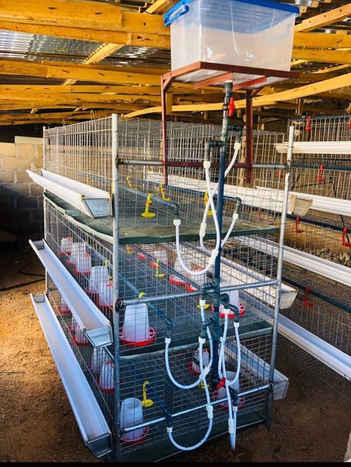 Modern Battery Cage System