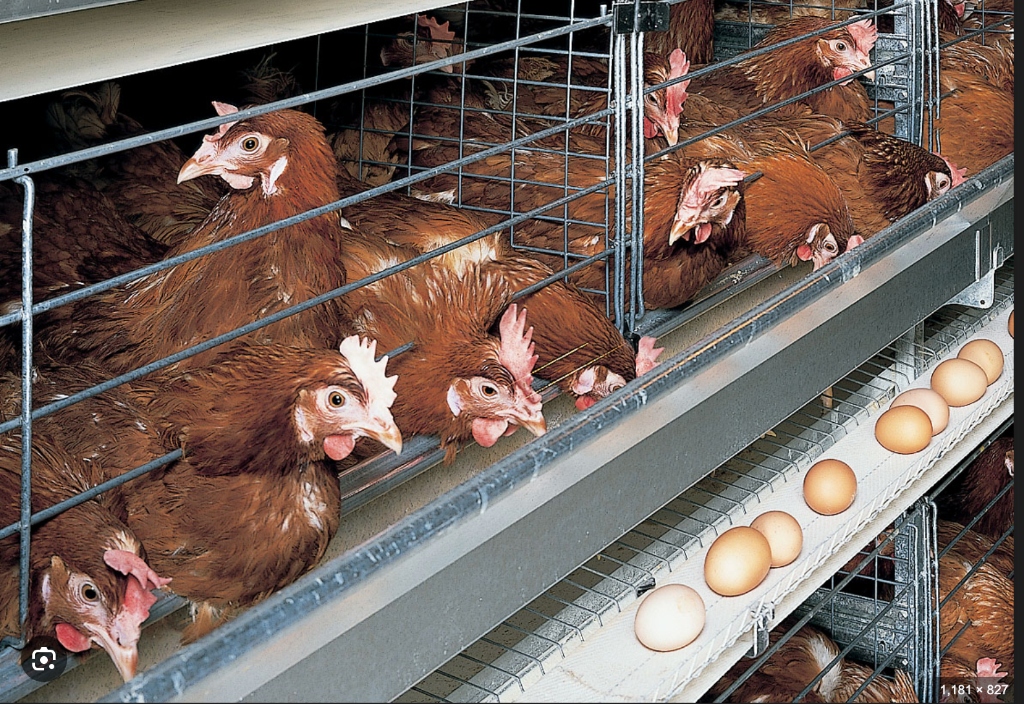 Poultry Excellence